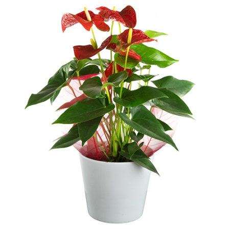 Anthurium